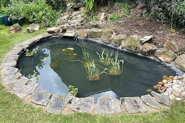 Backyard garden pond with dark water, aquatic plants, stone border, and surrounding landscaping with grass and rocks